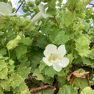 Lophospermum 'Compact White'