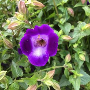 Torenia 'Bouquet Deep Blue'