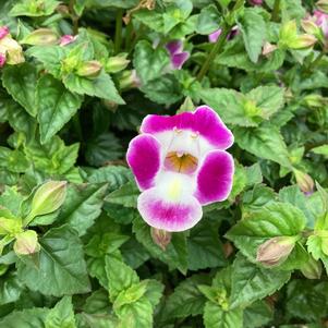 Torenia 'Bouquet Deep Rose'