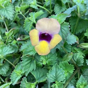 Torenia 'Bouquet Gold'