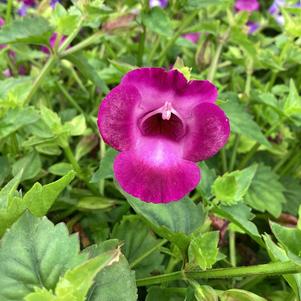 Torenia 'Large Amethyst'