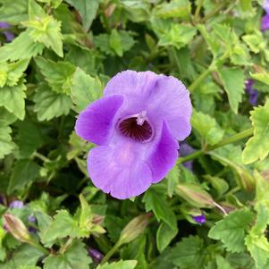 Torenia 'Large Blue'