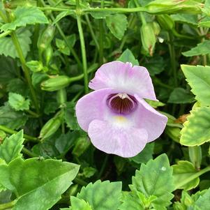 Torenia 'Large Silver'