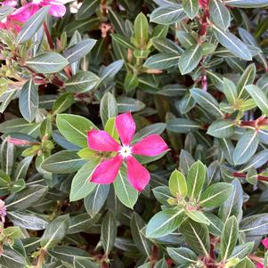 Vinca (Catharanthus) 'Paprika Red'