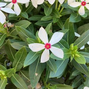 Vinca (Catharanthus) 'White Peppermint'