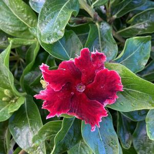 Vinca (Catharanthus) 'Salsa Red'