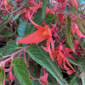 Begonia 'Dark Salmon&copysr;'