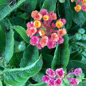 Lantana 'Cherry Sunrise'