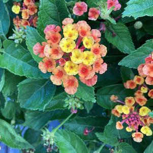 Lantana 'Guava'