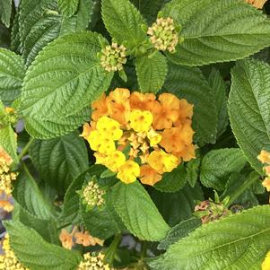 Lantana 'Pineapple'
