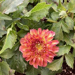 Dahlia 'Tropical Punch'