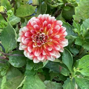 Dahlia 'Tricolor'