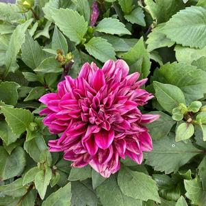 Dahlia 'Burgundy'