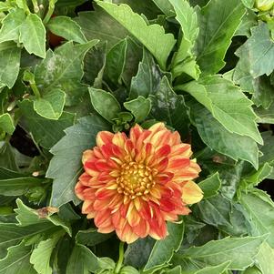 Dahlia 'Yellow Orange'