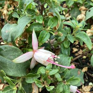 Fuchsia 'Blush-White'