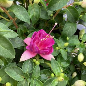 Fuchsia 'Double Blush-Violet'