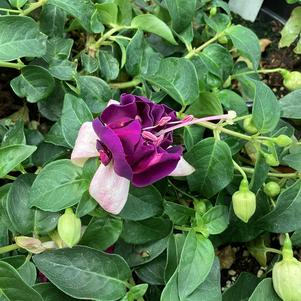 Fuchsia 'Double White-Purple'