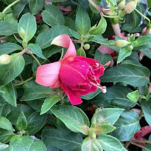 Fuchsia 'Double Salmon-Orange'