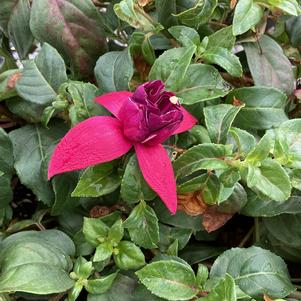 Fuchsia 'Double Magenta-Purple'