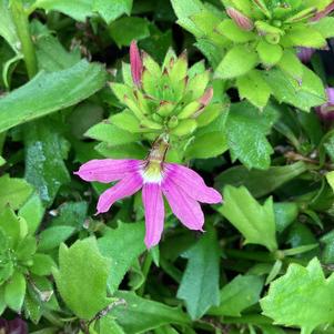 Scaevola 'Rose IMP'