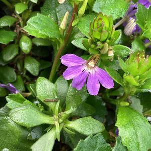 Scaevola 'Compact Purple IMP'