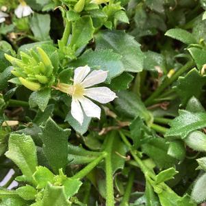 Scaevola 'White IMP'