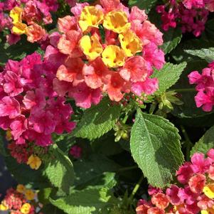 Lantana 'Magenta'