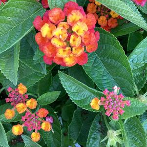 Lantana 'Fire'