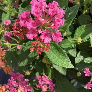 Lantana 'Rose'