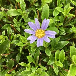 Felicia 'Blue'
