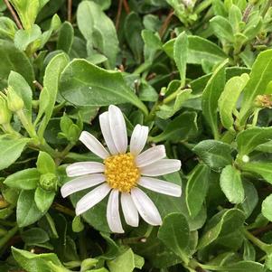 Felicia 'White'