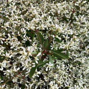 Euphorbia 'Frost'