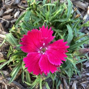 Dianthus 'Magic Magenta'