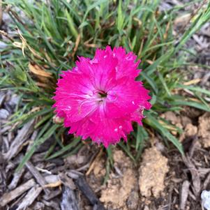 Dianthus 'Neon Pink'
