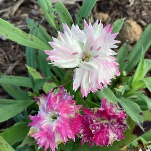 Dianthus 'Sugar N' Spice'
