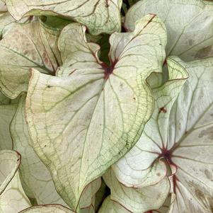 Caladium 'Wish Granted'