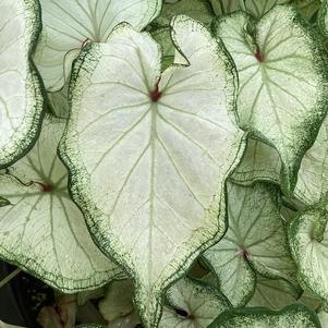 Caladium 'High Society'