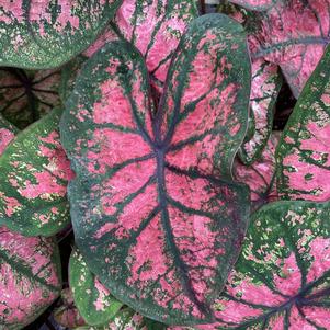 Caladium 'Charity Rose'