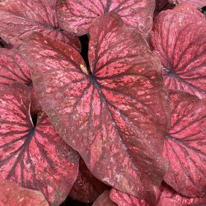 Caladium 'Painted Desert'