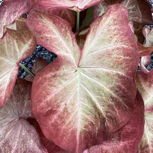 Caladium 'Creme Brulee'