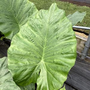 Alocasia 'Borneo King'