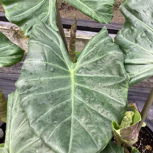 Alocasia 'Kuching Mask'
