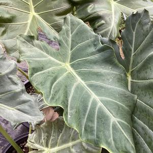 Alocasia 'Mayan Mask'