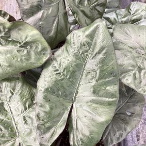Alocasia 'Yucatan Princess'