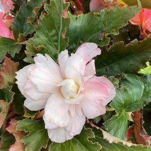 Begonia 'Appleblossom'