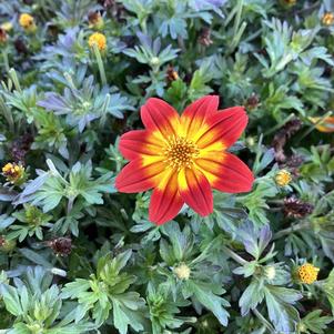 Bidens 'Flame'