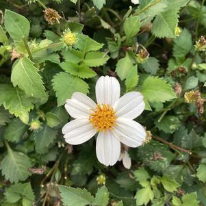 Bidens 'Marshmallow&trade;'