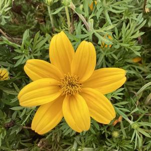 Bidens 'Goldilocks Rocks&reg;'