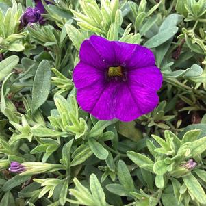 Calibrachoa 'Blue 2024'