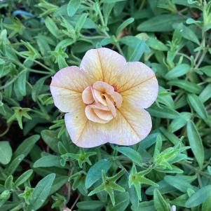 Calibrachoa - Double 'Double Amber'